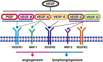 Targeting the Microenvironment in Esophageal Cancer